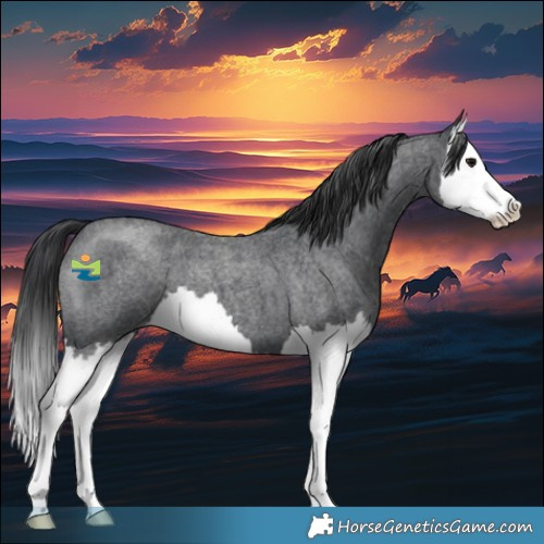 Horse Color:Blue Roan Splash 