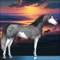 Horse Color:Blue Roan Splash 