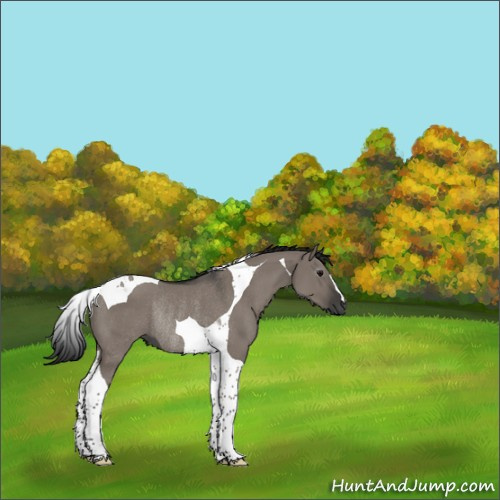 Horse Color:Gray Grullo Tobiano Rabicano 