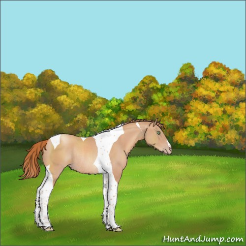 Horse Color:Gold Champagne Tobiano Rabicano 