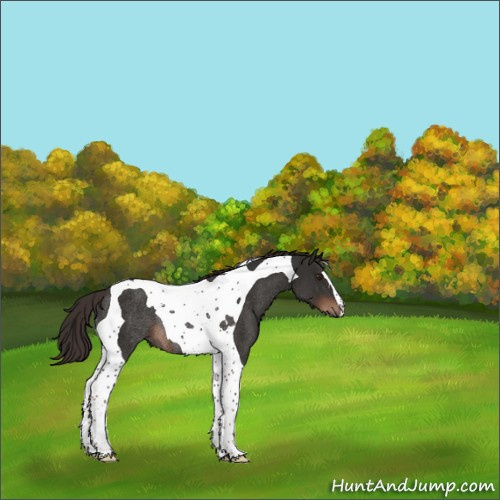 Horse Color:Liver Chestnut Tobiano Rabicano 