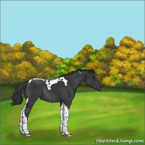 Horse Color:Black Tobiano Rabicano 