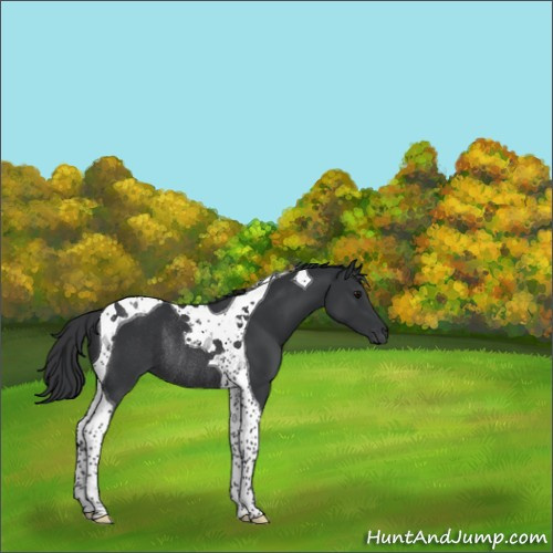 Horse Color:Black Tobiano Rabicano 