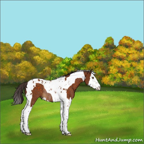 Horse Color:Buckskin Splash Tobiano Rabicano 