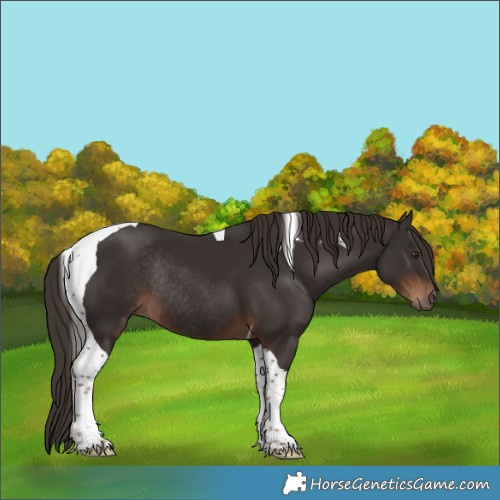 Horse Color:Liver Chestnut Tobiano Rabicano 