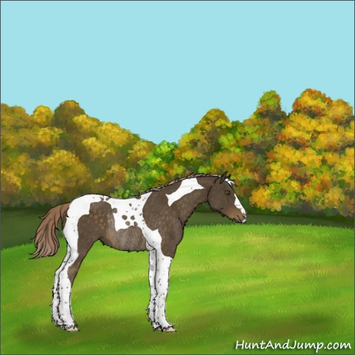 Horse Color:Chocolate Palomino Tobiano Rabicano 