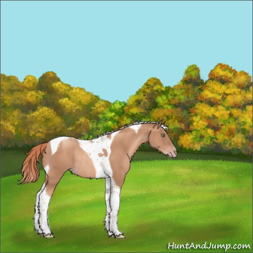 Horse Color:Gold Champagne Tobiano Rabicano 