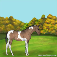 Horse Color:Brown Dun Tobiano 