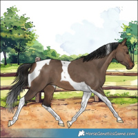 Horse Color:Brown Dun Tobiano 