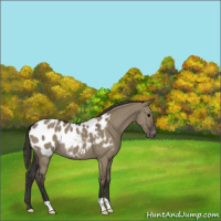 Horse Color:Smoky Grullo Appaloosa 