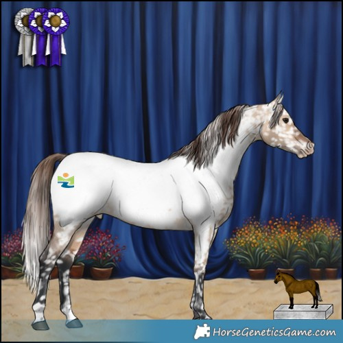 Horse Color:Bay Dun Appaloosa 