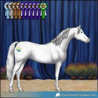 Horse Color:Gray Silver Classic Champagne Roan Splash Appaloosa Rabicano 