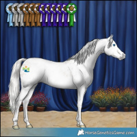 Horse Color:Gray Silver Classic Champagne Roan Splash Near Leopard Rabicano 