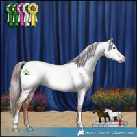 Horse Color:Gray Red Roan Appaloosa 