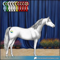 Horse Color:Gray Blue Roan Splash Appaloosa 