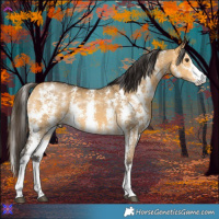Horse Color:Buckskin Dun Sabino Rabicano