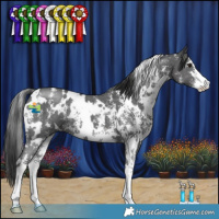 Horse Color:White Spotted Black Sabino