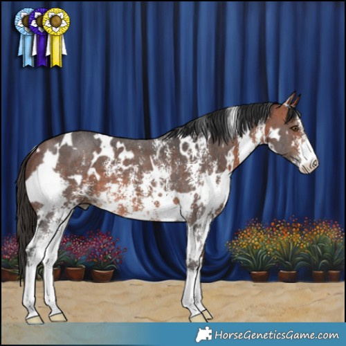 Horse Color:White Spotted Bay Sabino 