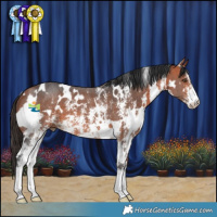 Horse Color:White Spotted Bay Sabino 