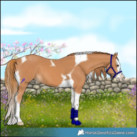 Horse Color:Chestnut Splash Tobiano 