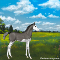 Horse Color:Grullo Splash