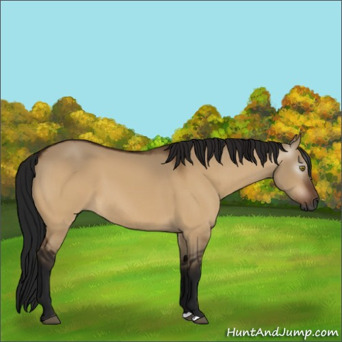 Horse Color:Gray Brown Dun 