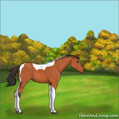 Horse Color:Bay Tobiano 