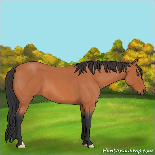 Horse Color:Bay Roan 