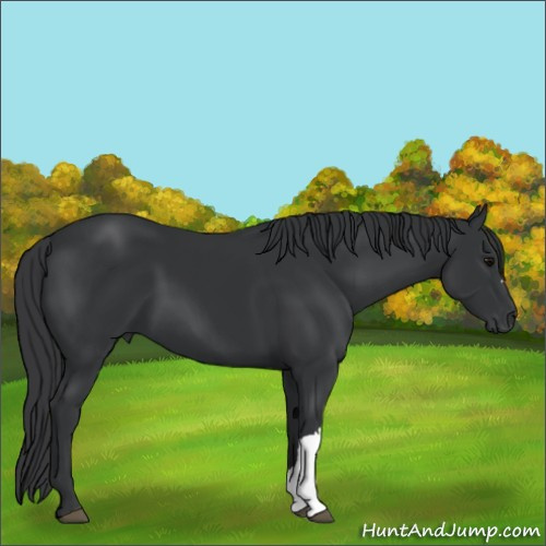 Horse Color:Black 