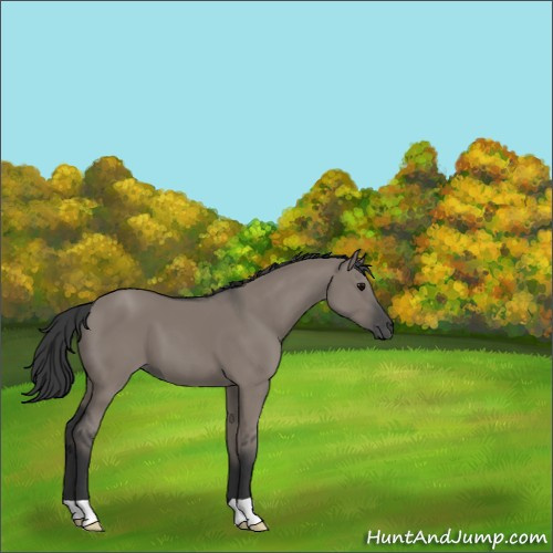 Horse Color:Grullo