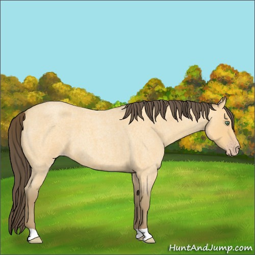 Horse Color:Amber Cream Champagne Roan 