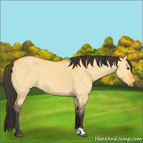 Horse Color:Buckskin Dun 