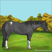 Horse Color:Blue Roan Varnish 