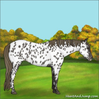 Horse Color:Smoky Blue Roan Near Leopard
