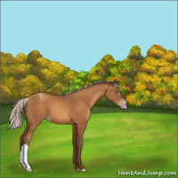 Horse Color:Gray Silver Sable Champagne 