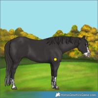Horse Color:Smoky Black  and Smoky Black Splash 