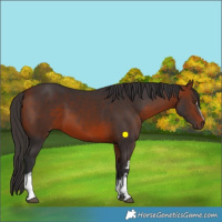 Horse Color:White Spotted Bay Rabicano 