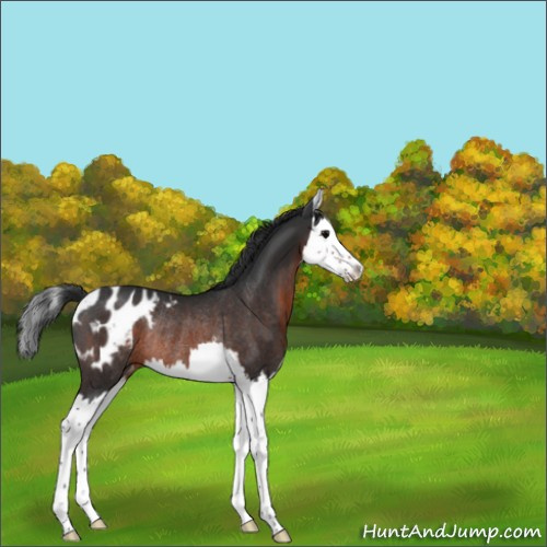 Horse Color:Brown Splash Appaloosa Rabicano 