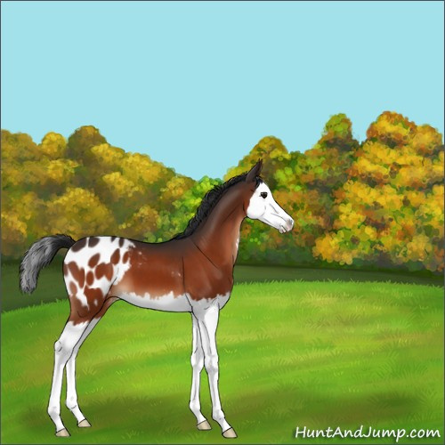 Horse Color:Brown Splash Appaloosa 