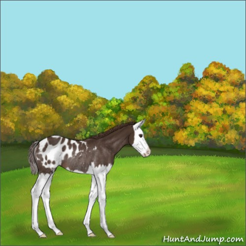 Horse Color:Liver Chestnut Splash Appaloosa Rabicano 