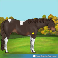 Horse Color:Liver Chestnut Tobiano 