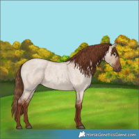 Horse Color:Red Dun Roan 