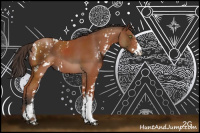 Horse Color:Bay Sabino Rabicano