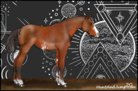 Horse Color:Bay Sabino Rabicano