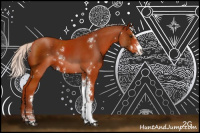 Horse Color:Silver Brown Sabino Rabicano 