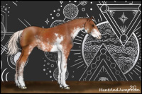 Horse Color:Silver Bay Sabino