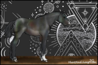 Horse Color:Brown Sabino Rabicano 