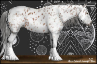 Horse Color:Gray Bay Sabino Splash Rabicano and Gray Bay Sabino Appaloosa