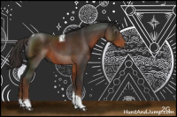 Horse Color:Gray Liver Chestnut Sabino Tobiano Rabicano