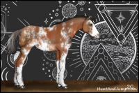 Horse Color:Bay Sabino Rabicano